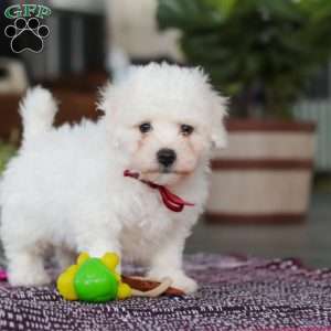 Rambo, Bichon Frise Puppy